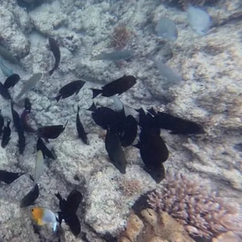 Reef fish over the coral on the half-day trip