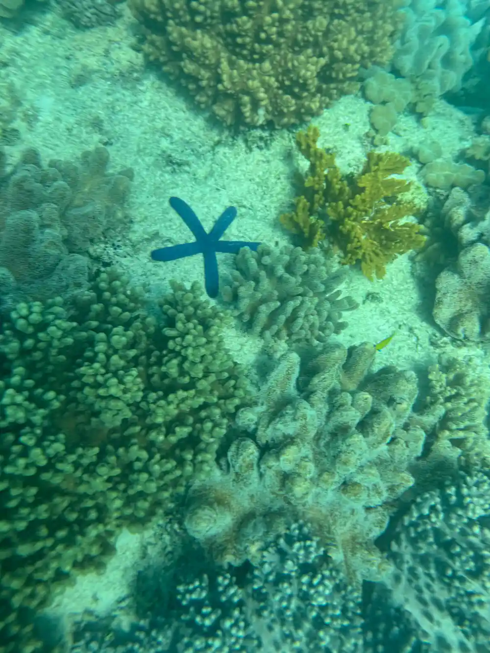 A blue sea star on a broad green coral flat