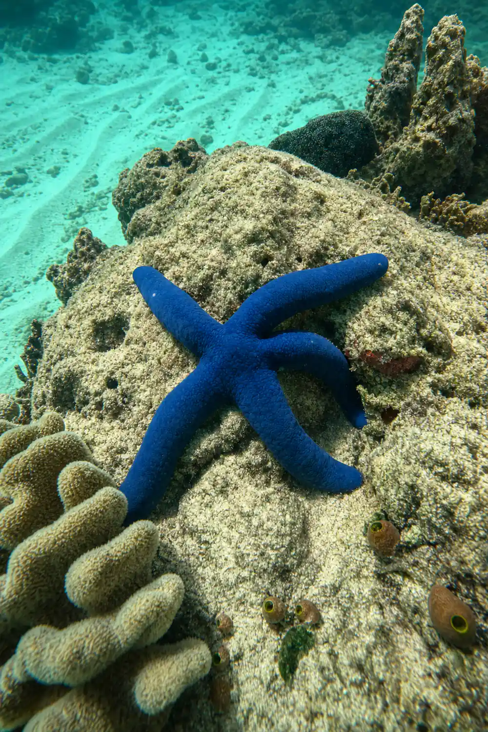 A blue sea star on a coral head in shallow green water