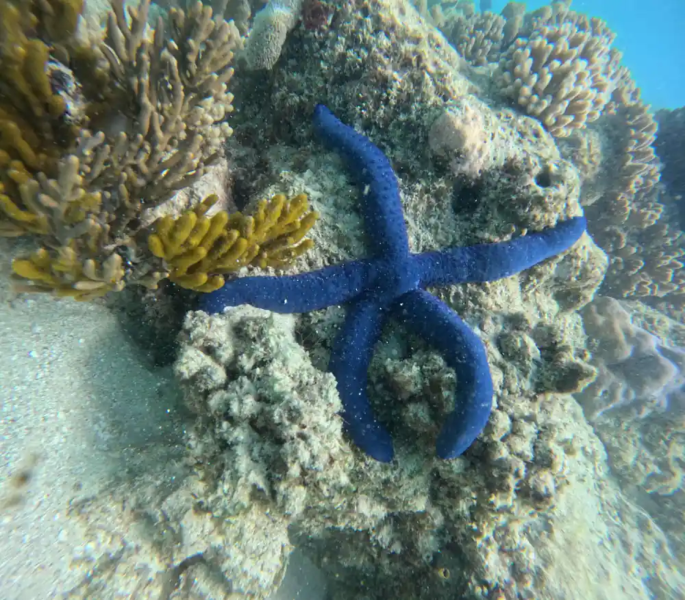 A blue sea star draped across coral