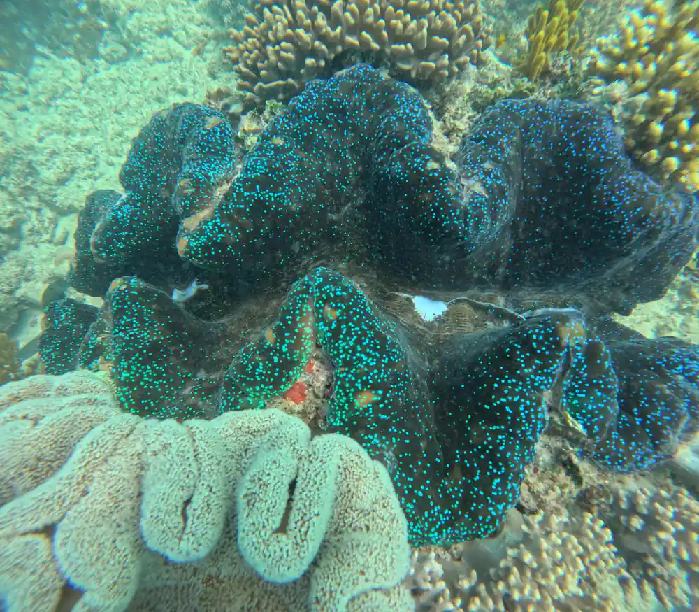 The bright speckled mantle of a giant clam open on the reef
