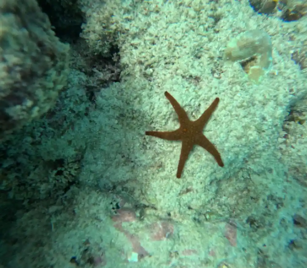 A brown sea star on a pale coral flat