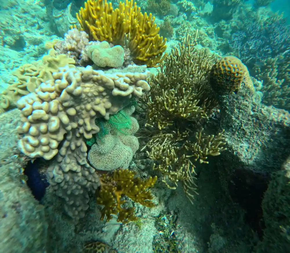 A crowded patch of soft and hard coral in yellows and greens