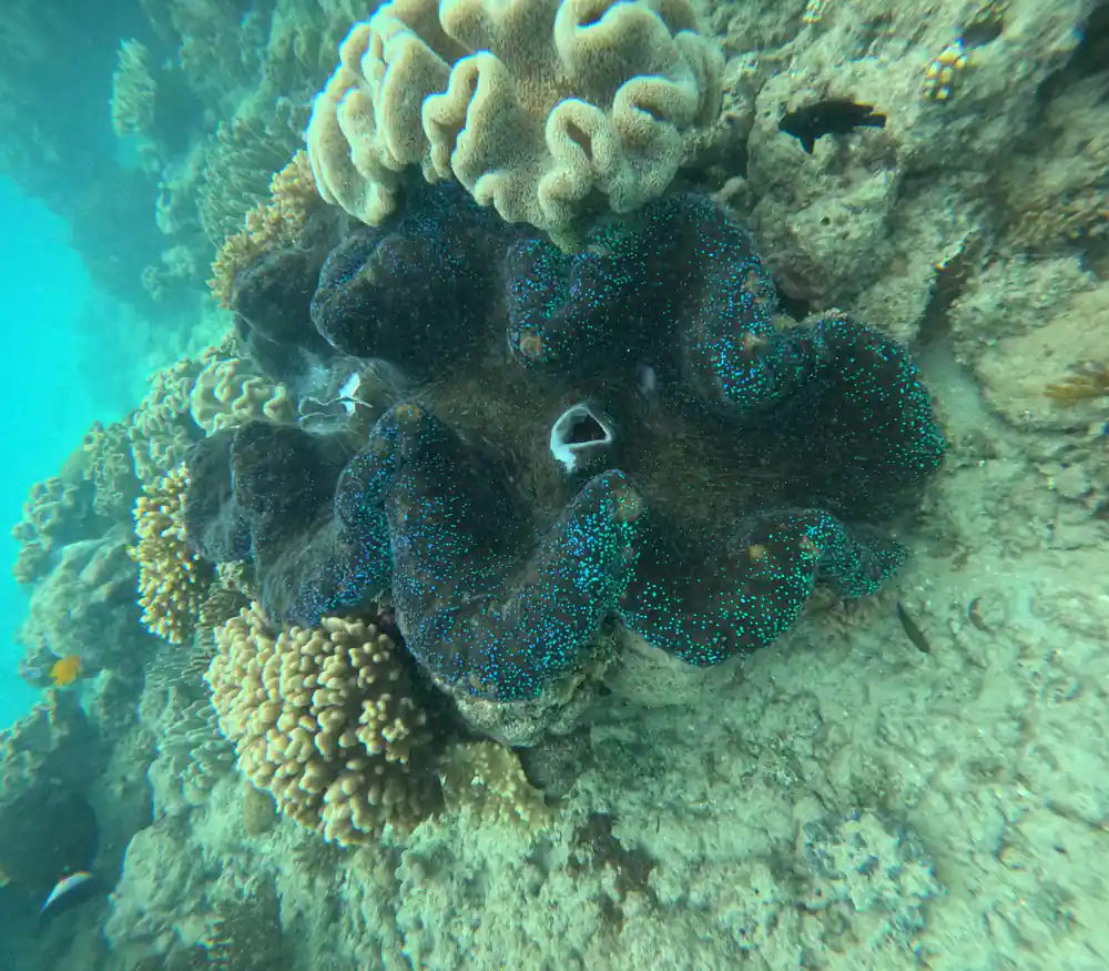 A giant clam wedged between corals with its mantle showing