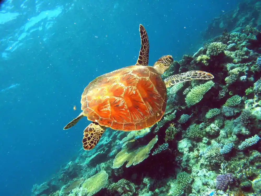 A green turtle swimming above a bright coral garden