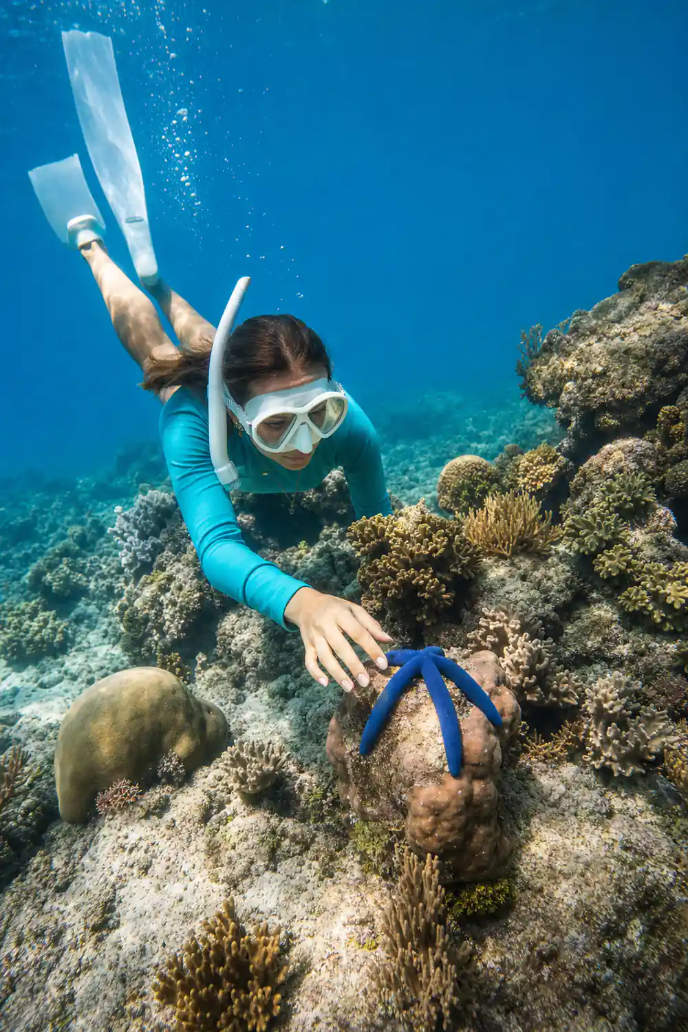 A guide holding a blue sea star just above the reef