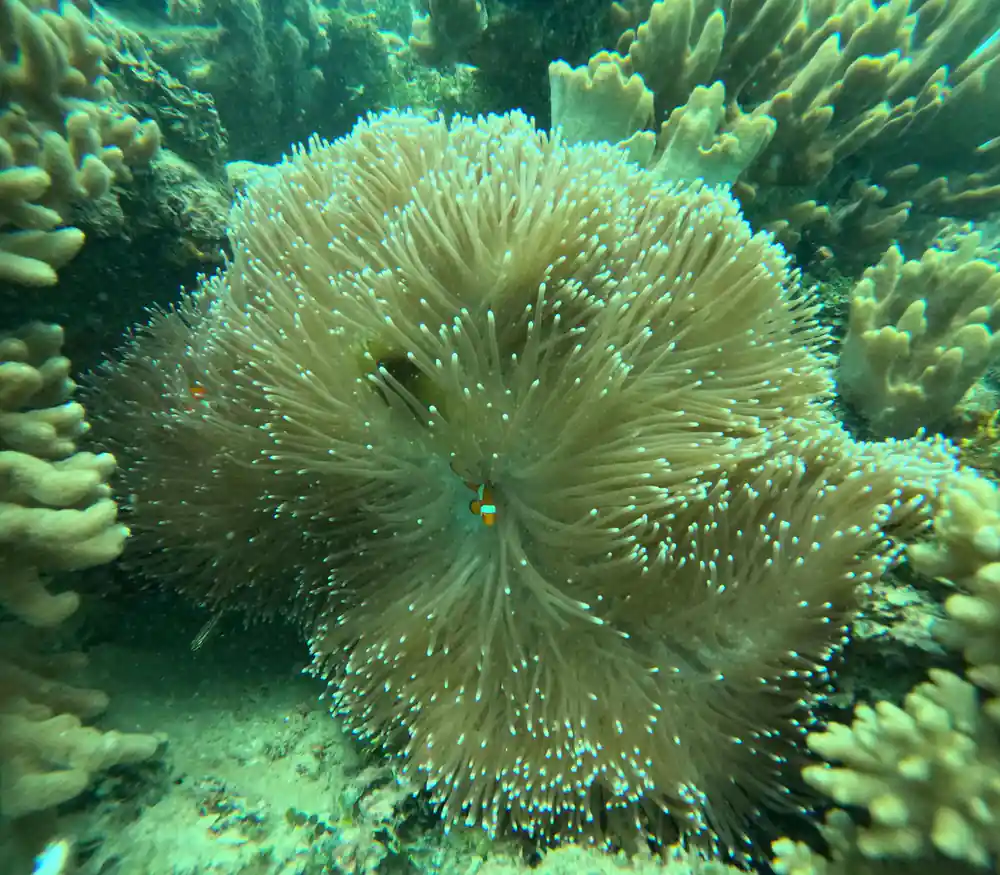 A large sea anemone with its tentacles spread on the reef