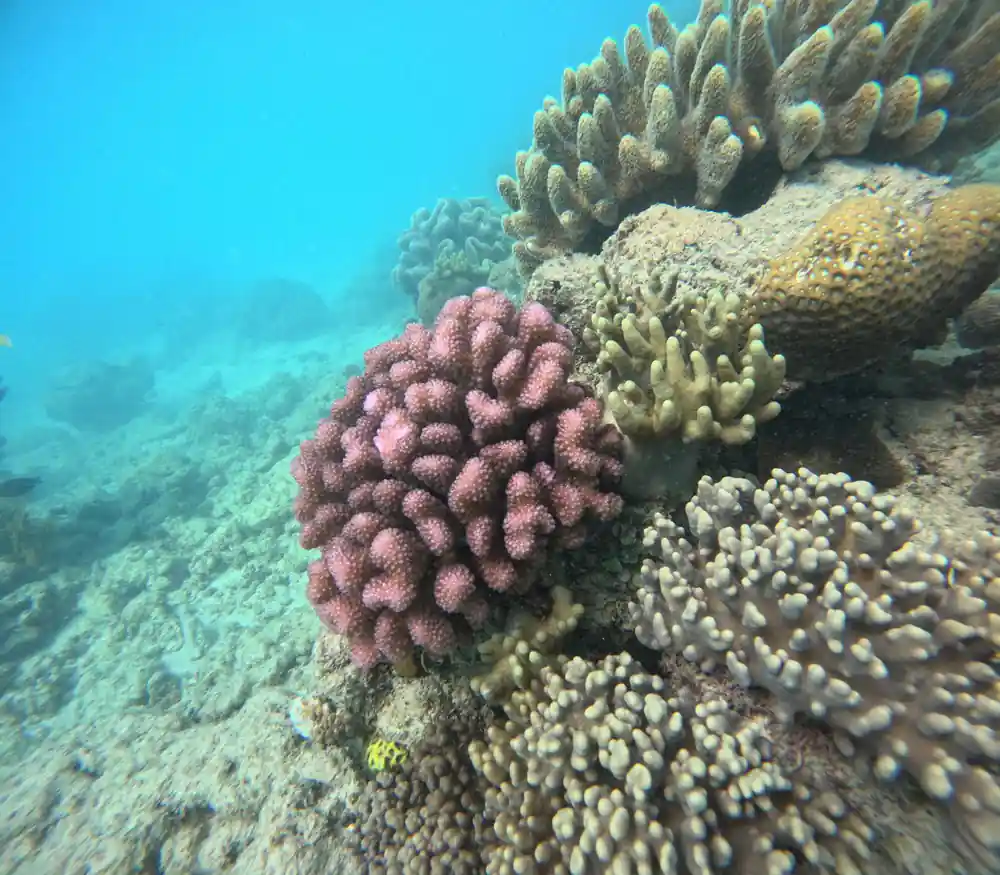 A pink coral head among branching corals in clear water