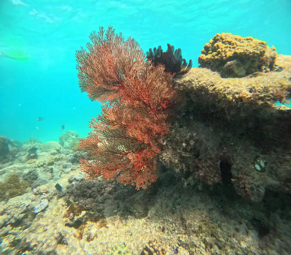 A red-brown sea fan standing above the coral