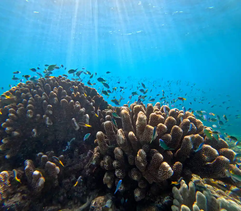 A shoal of small fish above a dense stand of branching coral in sunlight