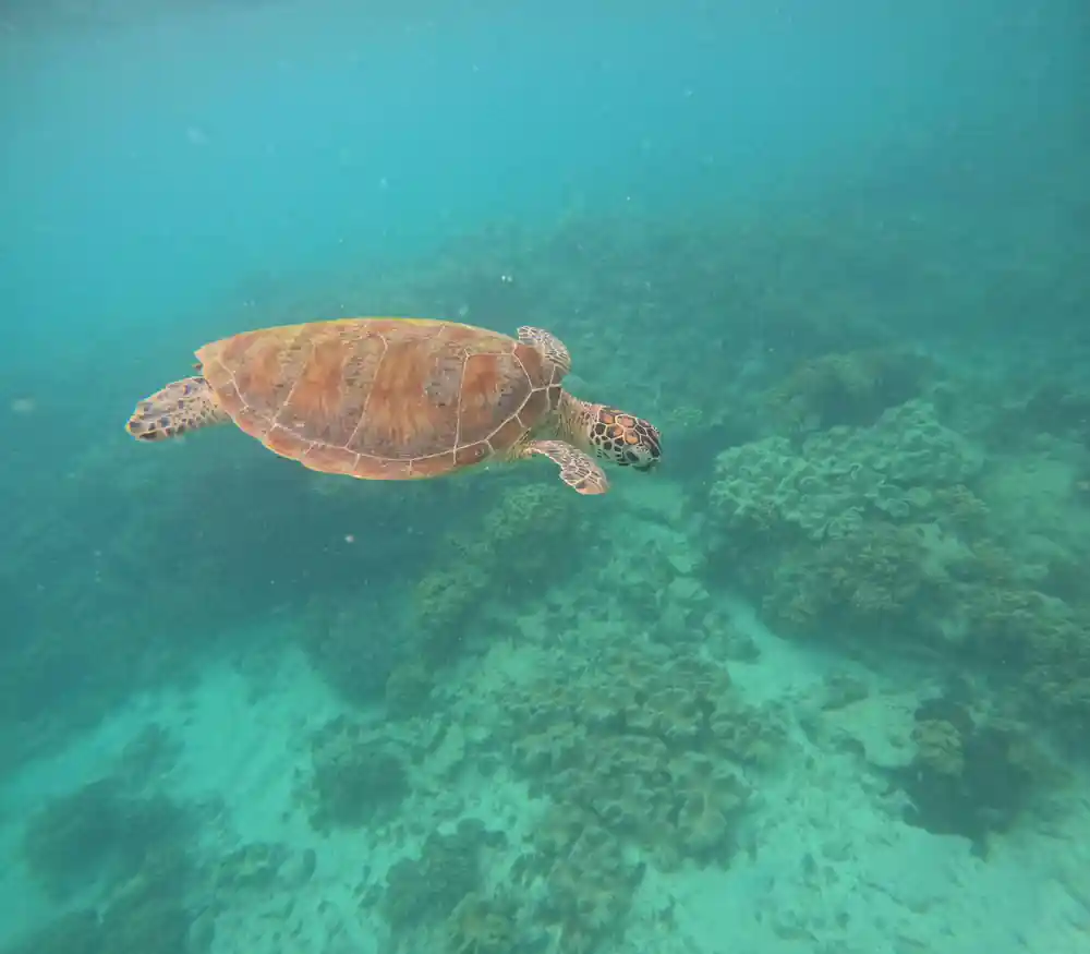 A turtle gliding over a pale coral flat