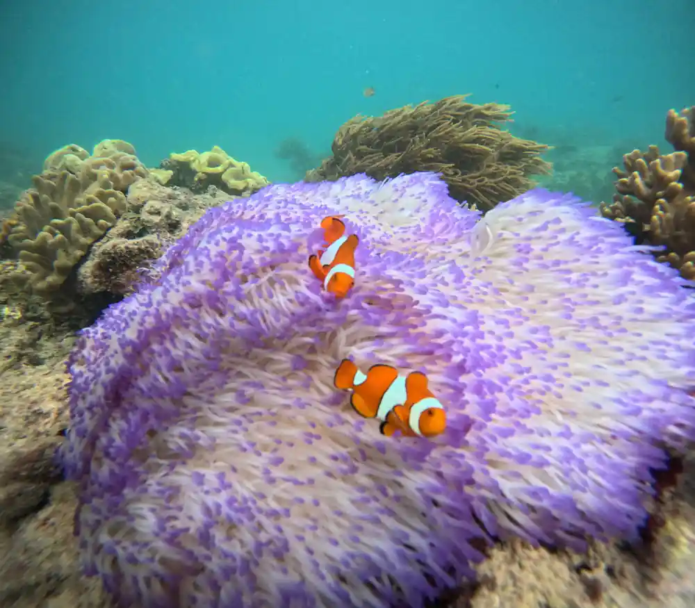 Two clownfish among the purple tentacles of an anemone