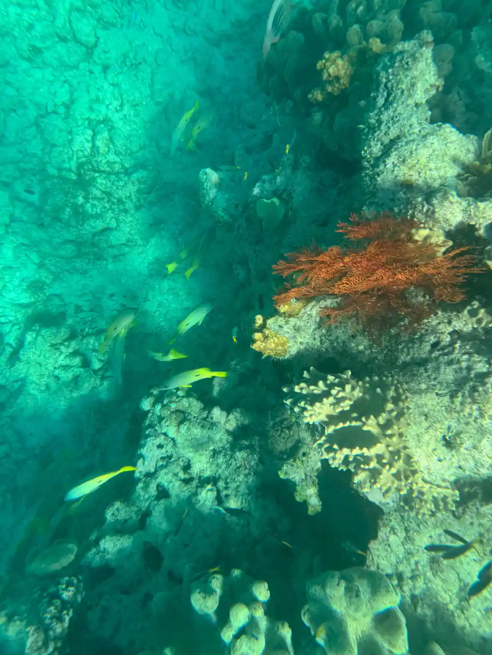 Yellow fish moving over a mixed coral garden